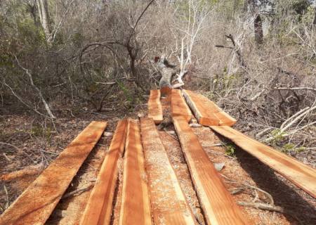 Cacique é autuado e preso por furto e exploração ilegal de madeira em MS