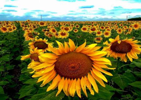 Primavera promete ser quente e chuvosa