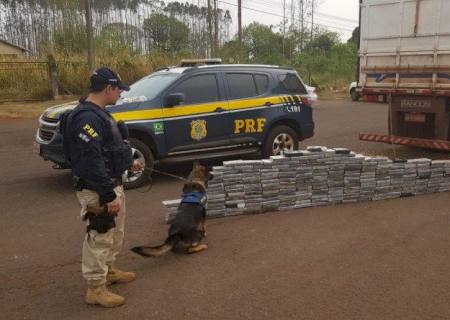 Com apoio de cães farejadores, PRF apreende 250 kg de cocaína em Dourados