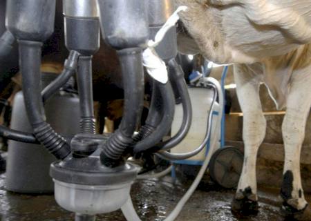 Produção de leite sobe e a de ovos bate recorde, revela pesquisa