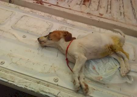 Homem é autuado em R$ 3 mil por matar filhotinho envenenado