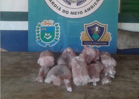 Polícia Militar Ambiental prende homem com jacaré abatido em veículo