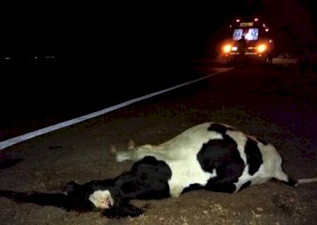 Animal na pista provoca acidente com moto na MS-276, em Nova Andradina