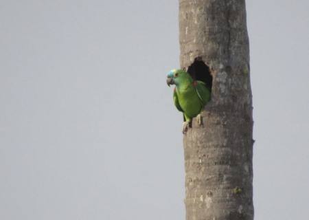 Suspeito é surpreendido pela PMA tentando pegar filhotes de papagaios em ninho