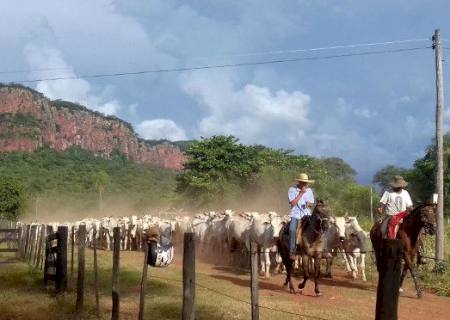 Produtores rurais devem atualizar cadastro da agropecuária e de estoque de animais