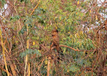 Macacos do Horto: Imasul virá a Nova Andradina em novembro para diagnóstico