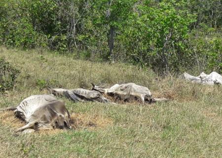 Polícia Ambiental multa infrator em R$ 23 mil por morte de gado