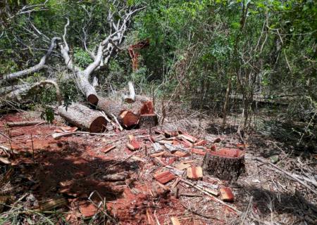 Polícia Ambiental autua assentado por derrubada de árvores em área protegida