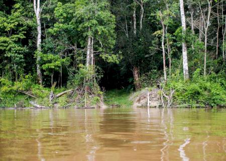 Capes deve liberar R$ 7 milhões para pesquisas na Amazônia Legal