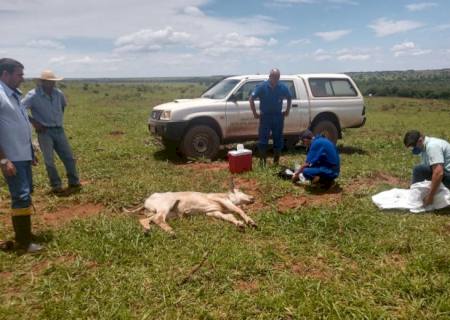 Iagro detecta casos de raiva em cidades de Mato Grosso do Sul