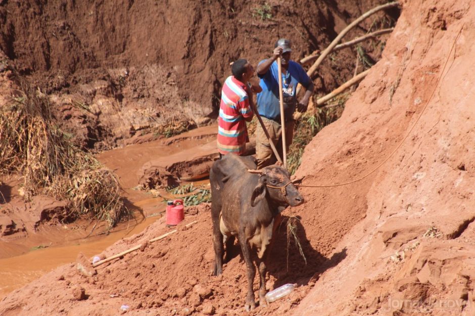 Vacas são resgatadas de voçoroca com vida por Bombeiros e populares