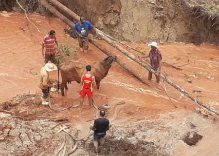 Vacas são resgatadas de voçoroca com vida por Bombeiros e populares