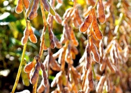 Prazo para cadastro das áreas de cultivo de soja em MS termina dia 10 de janeiro