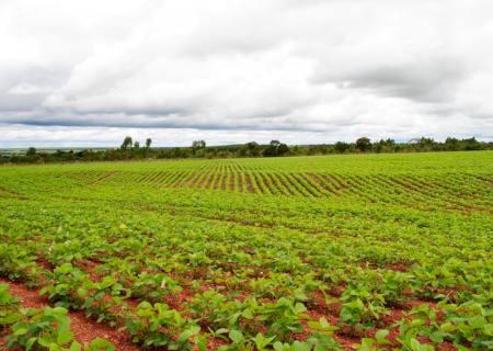 Plantio de soja normaliza em Nova Andradina, mas milho ainda preocupa produtores