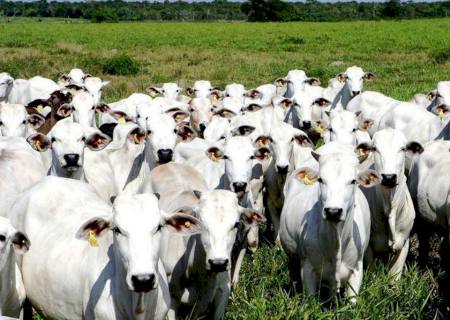 Sistema de notificação de doenças de animais começa nesta quarta