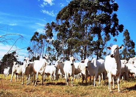 Para desburocratizar atendimento ao produtor rural, Sefaz implanta o Cadastro Eletrônico da Agropecuária