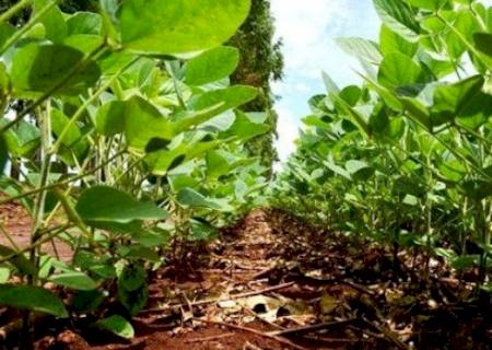 Clima é favorável para safra de soja em Mato Grosso do Sul