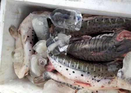 PMA prende quatro bolivianos por pesca predatória no rio Paraguai