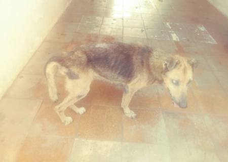 Mulher é multada em R$ 6 mil por maus-tratos a cachorros e desacata policiais