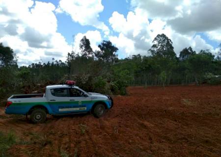 Polícia Ambiental autua paulistano por desmatamento ilegal de vegetação protegida de Mata Atlântica