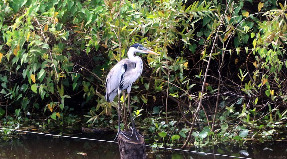 MS tem aves que ninguém mais tem