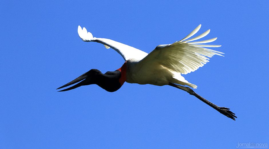 MS tem aves que ninguém mais tem