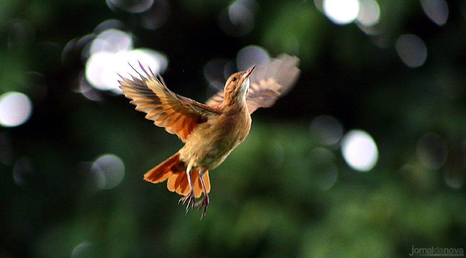 MS tem aves que ninguém mais tem