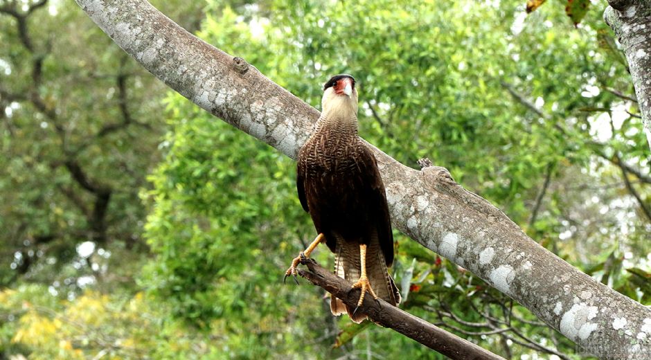 MS tem aves que ninguém mais tem
