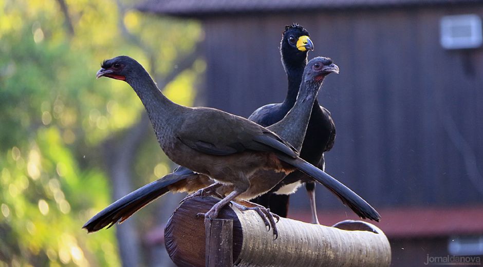 MS tem aves que ninguém mais tem