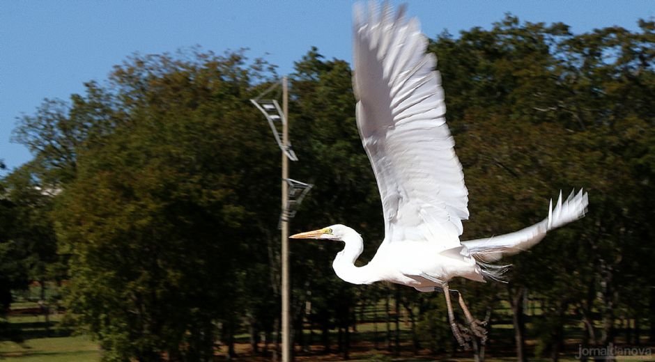 MS tem aves que ninguém mais tem