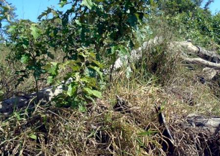 Polícia Ambiental encontra desmatamento e aplica R$ 28 mil em multa