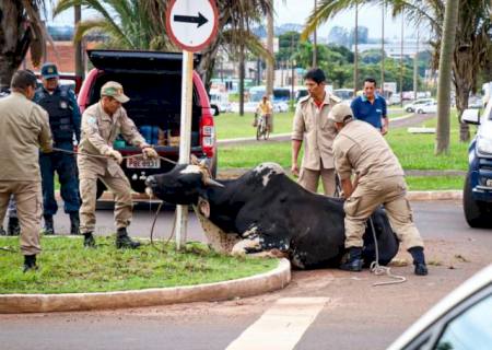 Touro ataca duas pessoas em avenida de Campo Grande
