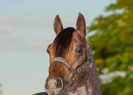 Cavaleiros se preparam para final da 1ª Copa Moms Brow Cat de Ranch Sorting em MS