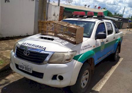Polícia Militar Ambiental autua homem por criar aves silvestres