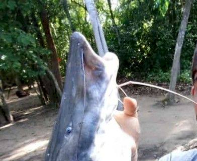 Pescador exibe peixe nas redes sociais e recebe multa de R$ 1 mil