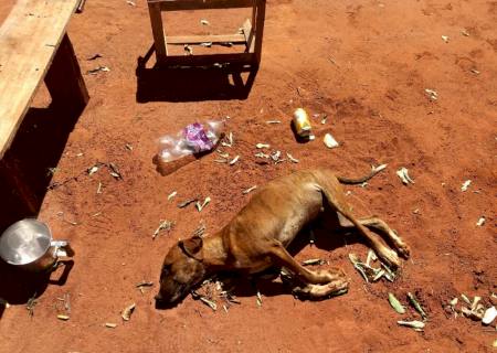 Mulher de Batayporã é multada em R$ 3 mil por maltratar 3 cachorros; um morreu pela precariedade da criação