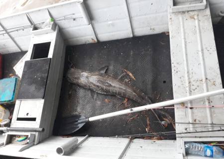 PMA de Campo Grande autua pescador por pesca ilegal no rio Aquidauana