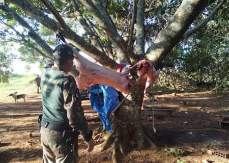 Cinco caçadores são presos pela PMA de Batayporã em Nova Alvorada do Sul