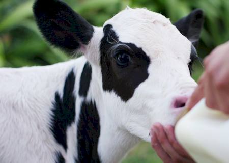 Boa nutrição de bezerras é fundamental para obtenção de vacas leiteiras saudáveis e mais produtivas