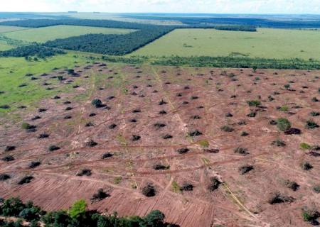 Polícia Ambiental autua mulher por derrubada de árvores em área para formação de pastagem