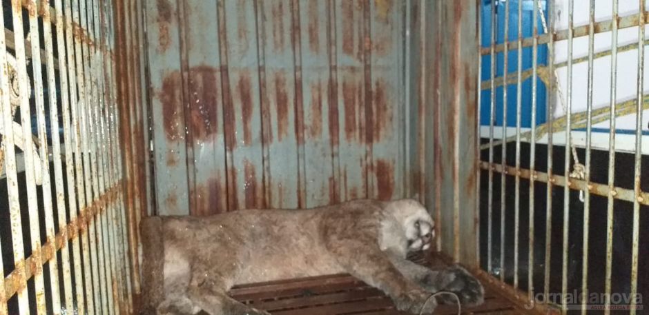 Ação conjunta captura onça-parda que estava em árvore no quintal de residência em Anaurilândia