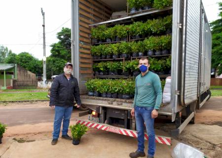 Agricultores familiares de MS ampliam horizontes com projeto ''erva mate'' e assistência da Agraer