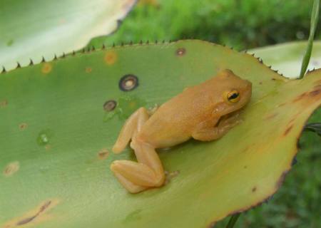 Cientistas descobrem nova espécie de perereca-de-bromélia na Bahia
