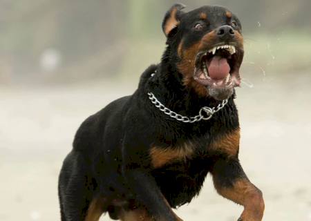 Cão da raça rottweiler ataca e mata criança de 3 anos em Campo Grande