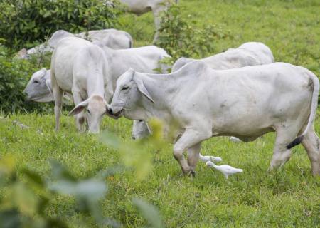 Pecuarista do Paraná obtém ótimos resultados no controle parasitário com o Programa Vetoquinol Resolve