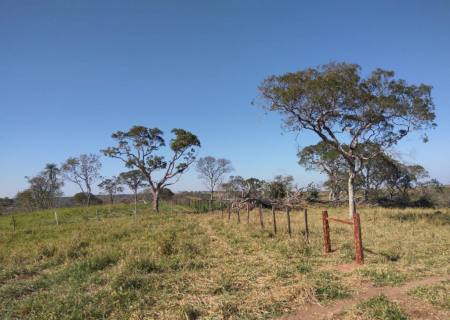 Polícia Ambiental de Bela Vista encontra área desmatada através de imagens de satélite
