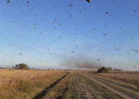 Nuvem de gafanhotos: governo declara emergência fitossanitária