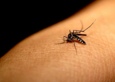 MS ultrapassa a marca de 66 mil notificações de dengue com 39 mortes