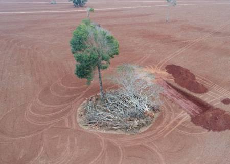 Crime ambiental: Derrubada de árvores gera multa para arrendatário