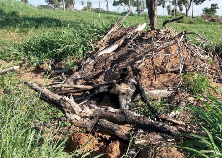 Polícia Ambiental autua infrator por derrubar árvores e incendiar a madeira ilegalmente
